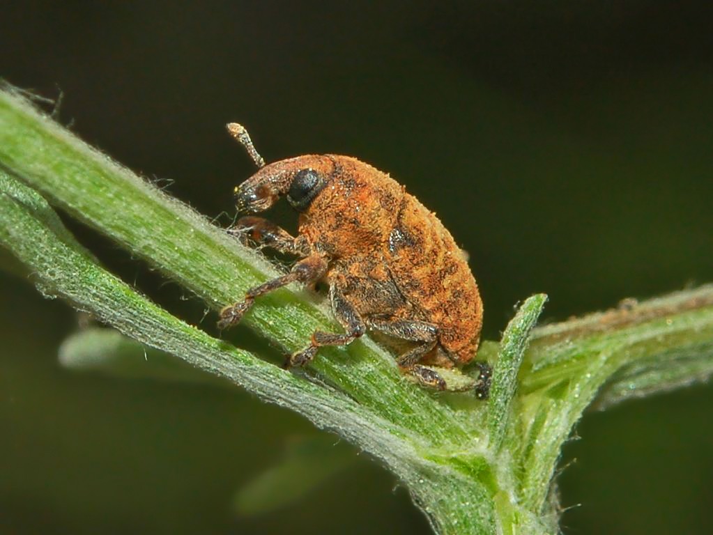 Curculionidae: Larinus obtusus